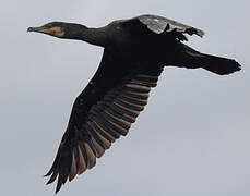 Great Cormorant