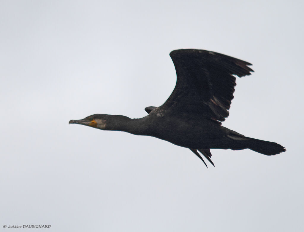 Great Cormorant, Flight