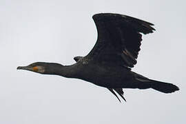 Great Cormorant