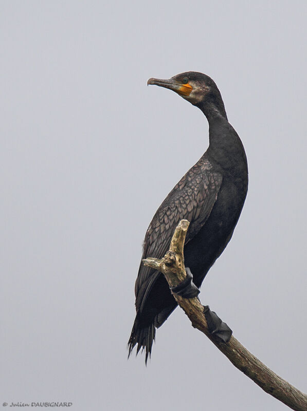 Grand Cormoran, identification