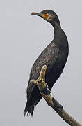 Great Cormorant