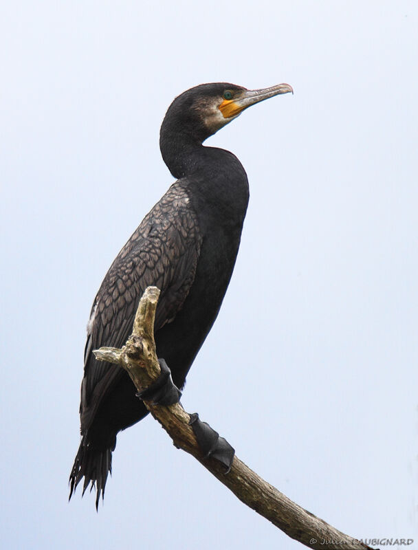 Grand Cormoran, identification