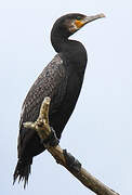 Great Cormorant