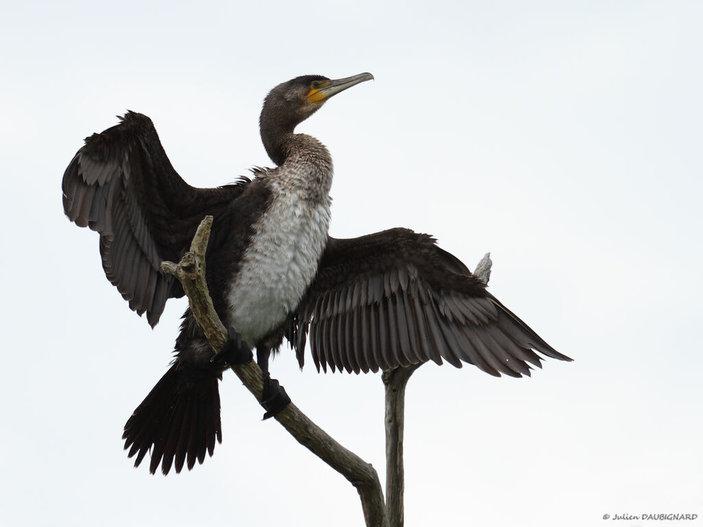 Grand Cormoranimmature, identification, Comportement