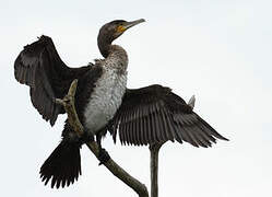 Great Cormorant