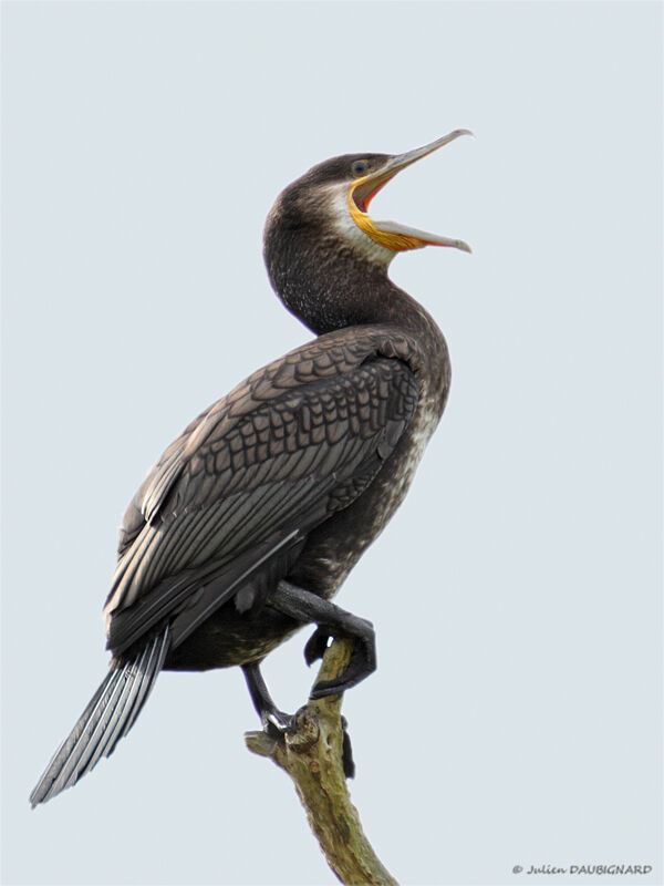 Great Cormorantimmature, identification