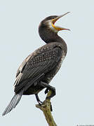 Great Cormorant