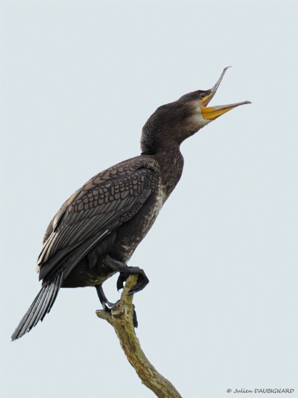 Great Cormorantimmature, identification