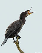 Great Cormorant