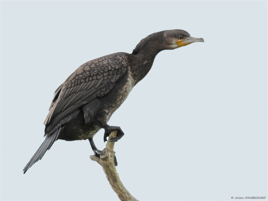 Great Cormorantimmature, identification