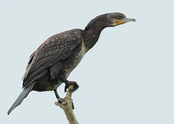 Great Cormorant