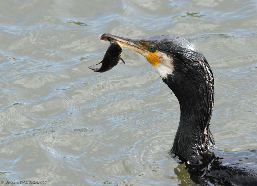 Great Cormorantadult, identification, feeding habits