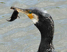 Great Cormorant