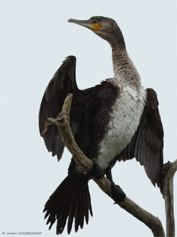 Grand Cormoranimmature, identification