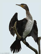 Great Cormorant