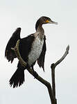 Grand Cormoran