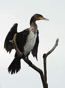 Great Cormorant