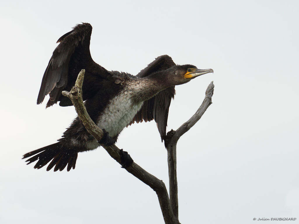 Great Cormorantimmature, identification, Behaviour