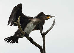 Great Cormorant