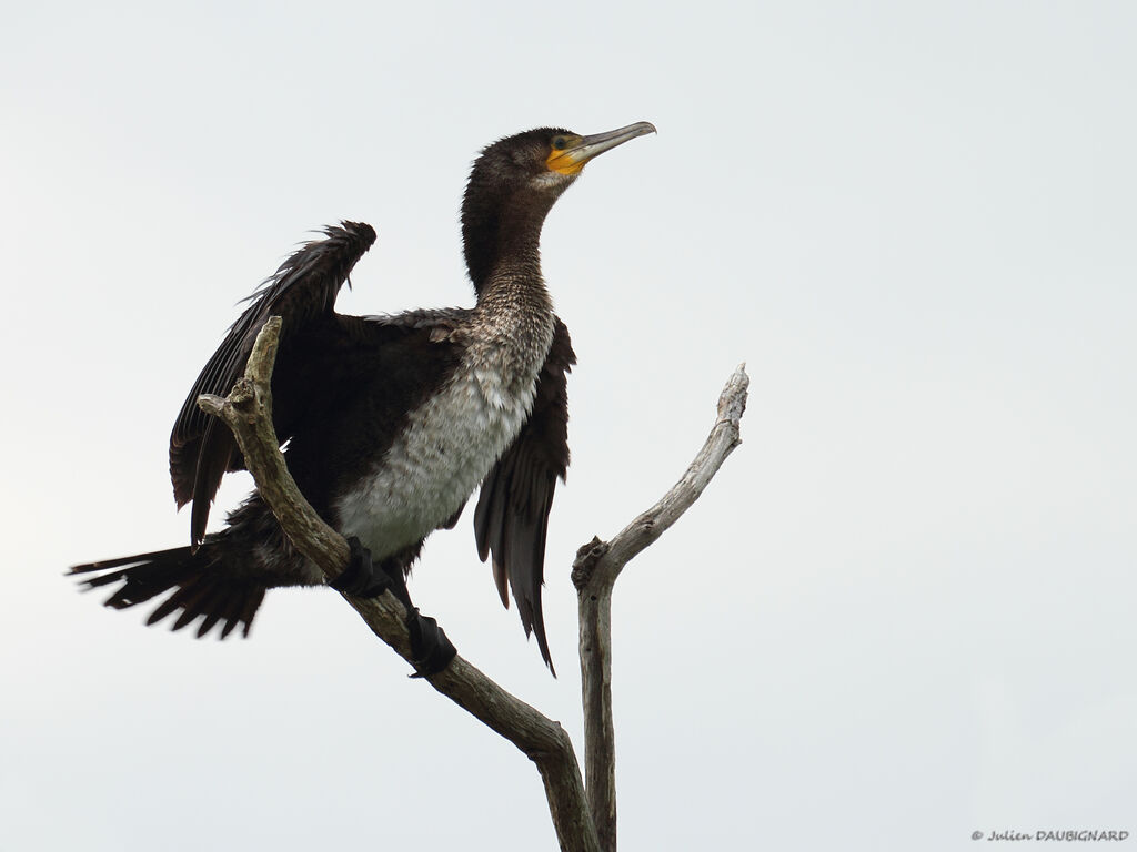 Grand Cormoranimmature, identification