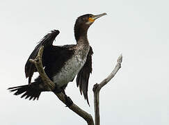 Grand Cormoran