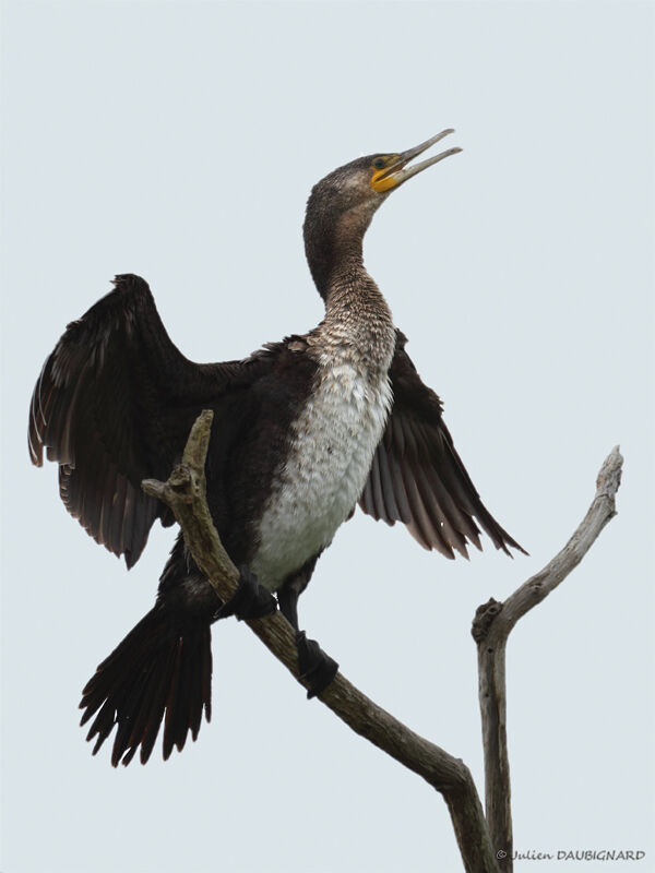 Grand Cormoranimmature, identification