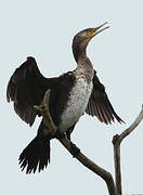 Great Cormorant