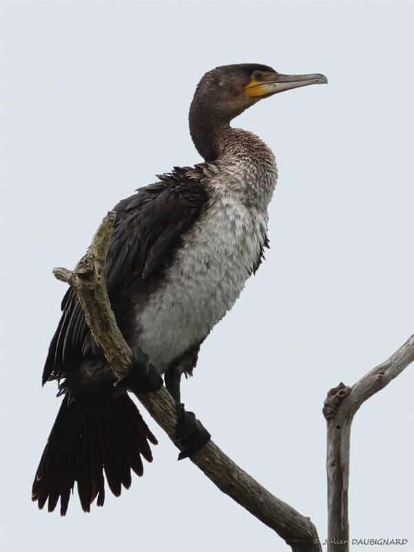 Great Cormorantimmature, identification