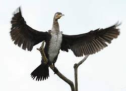 Great Cormorant