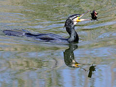 Great Cormorant