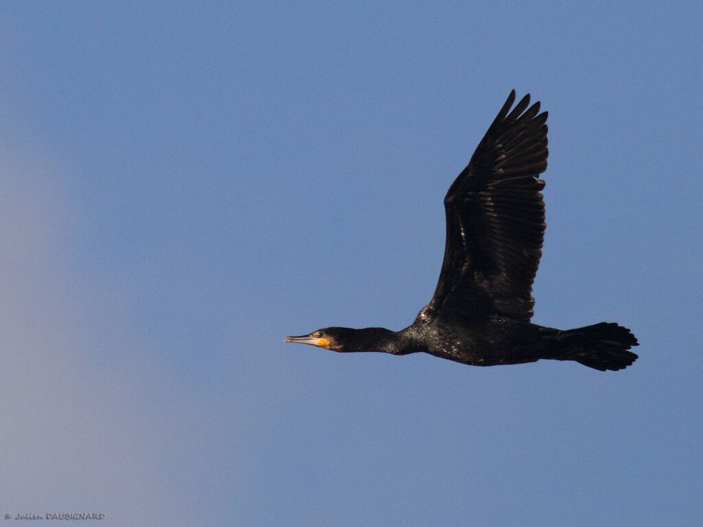 Great Cormorantadult, Flight