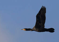 Great Cormorant