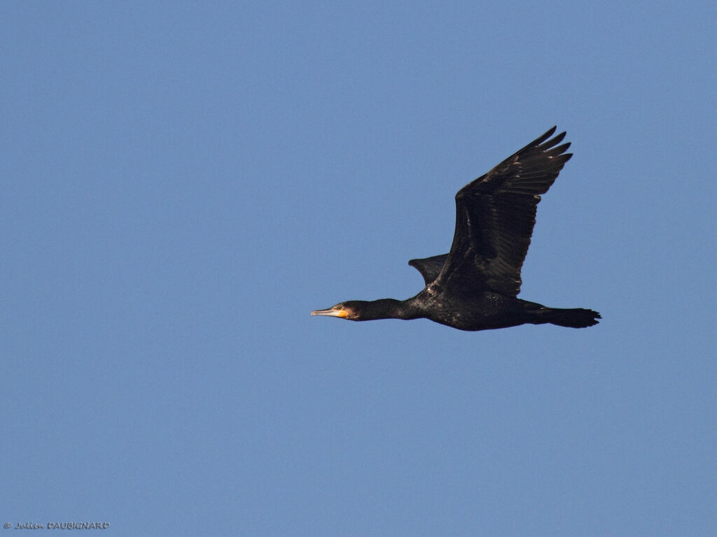 Great Cormorantadult, Flight