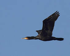 Great Cormorant