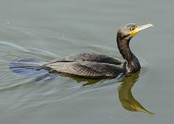 Great Cormorant