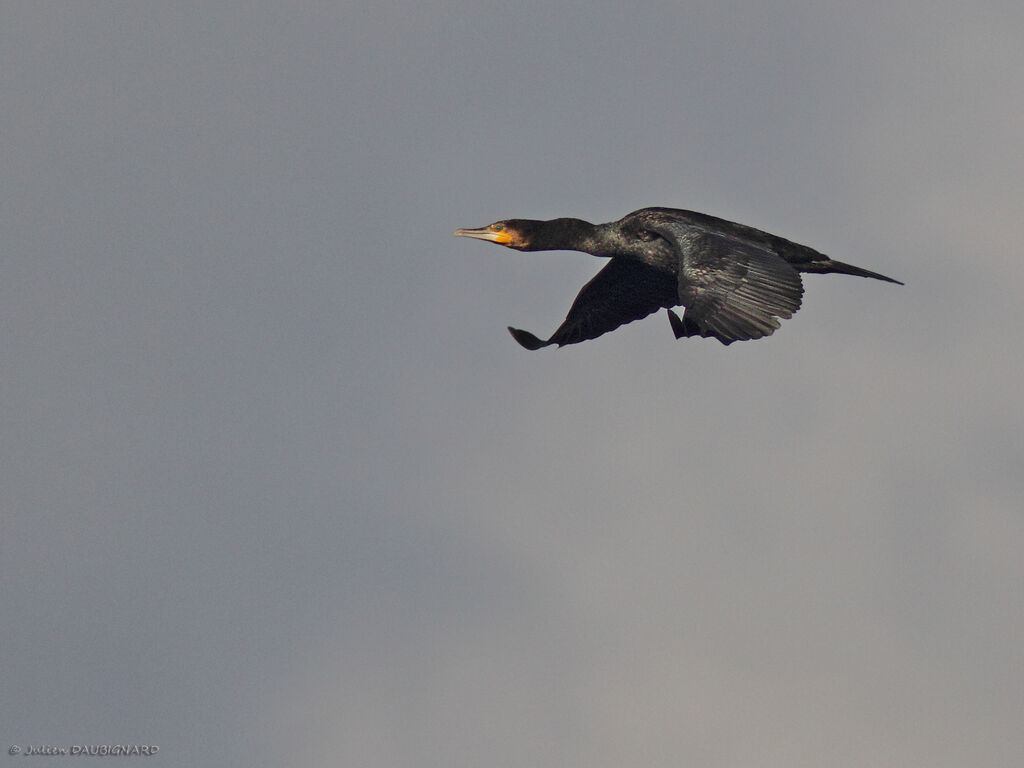 Great Cormorantadult, Flight