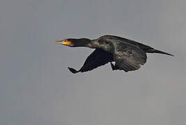 Great Cormorant