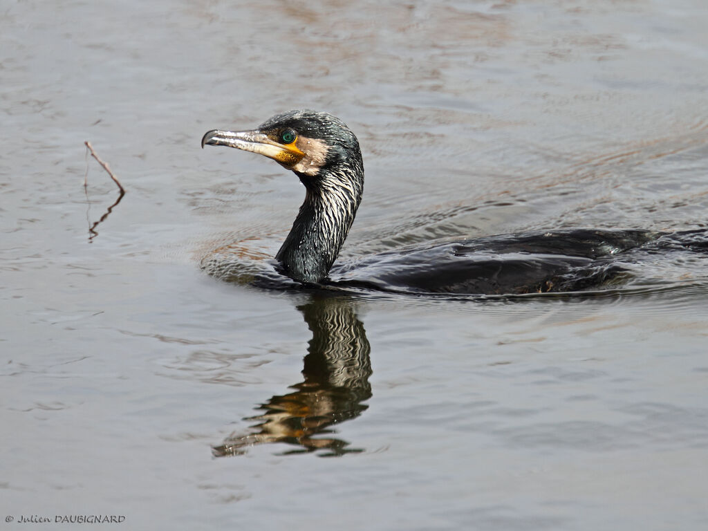 Grand Cormoran, identification