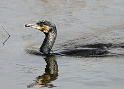 Great Cormorant