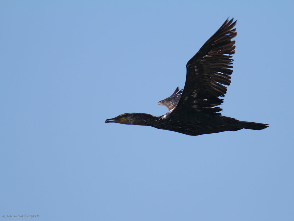 Great Cormorant, Flight