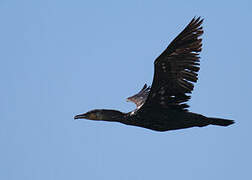 Great Cormorant