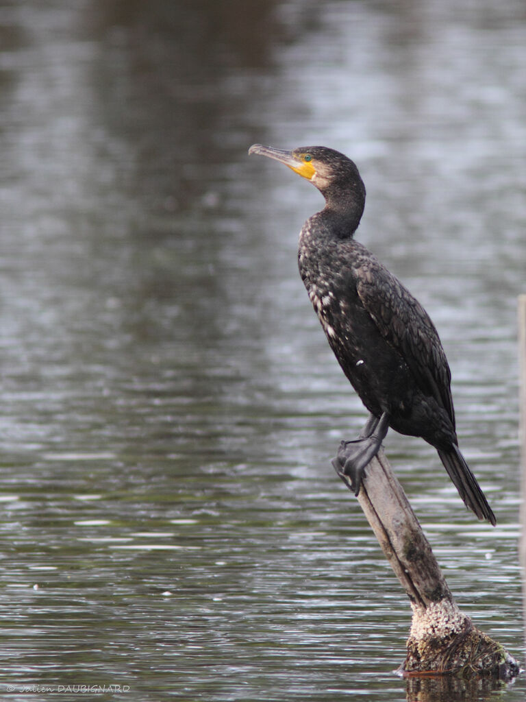 Great Cormorant, identification