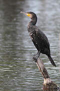 Great Cormorant