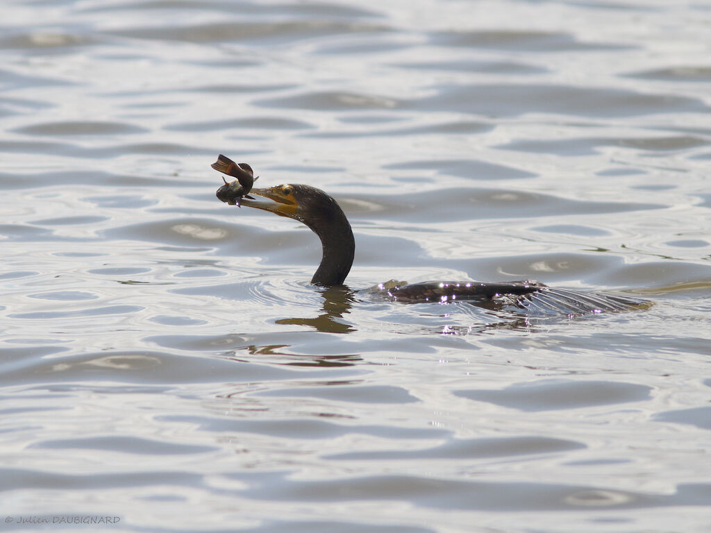 Grand Cormoran, identification, pêche/chasse