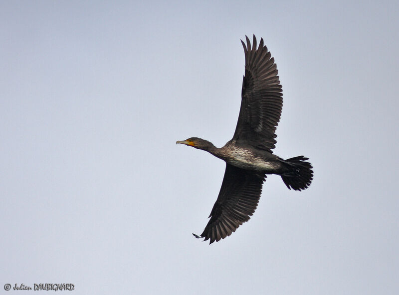 Great Cormorantimmature, Flight