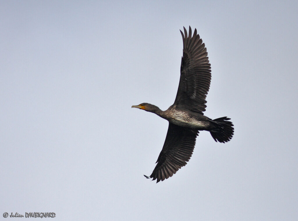 Grand Cormoranimmature, Vol