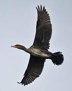 Great Cormorant