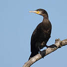 Grand Cormoran