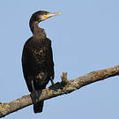 Grand Cormoran
