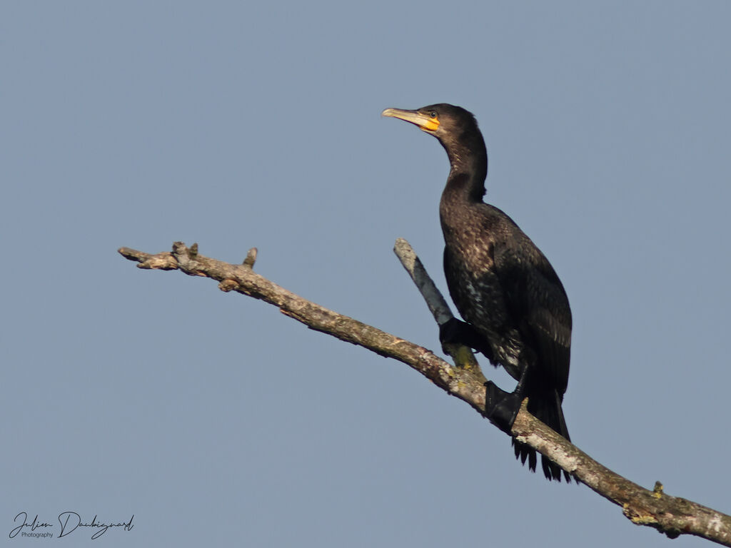 Grand Cormoran